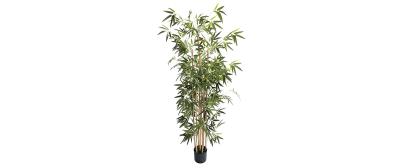 Bamboo