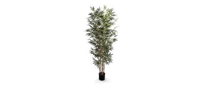 Bamboo