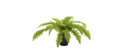 Boston Fern