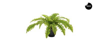 Boston Fern