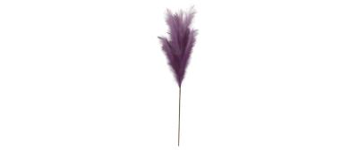 Feder Purple